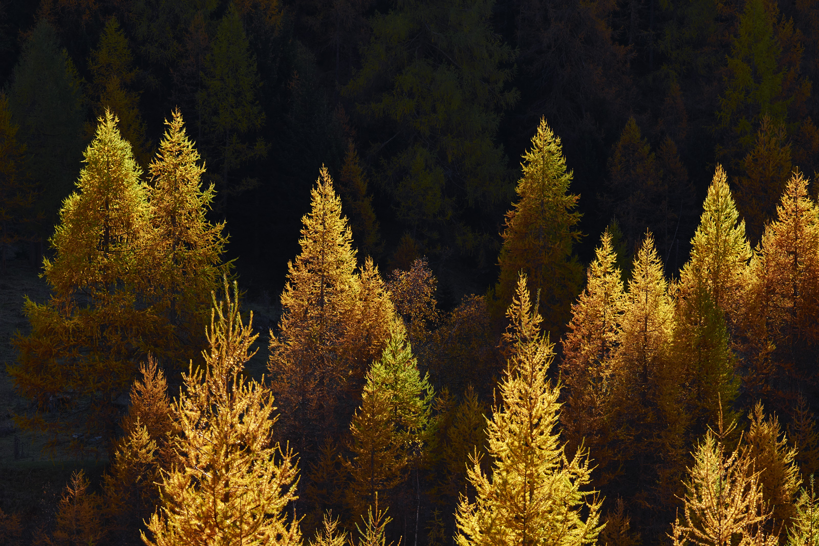 121_L1004049a